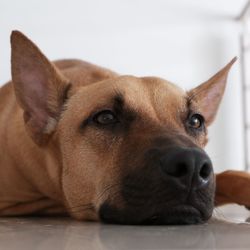 Close-up portrait of a dog