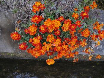 Close-up of orange marigold flowers blooming outdoors