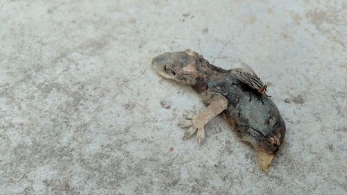 High angle view of frog on sand