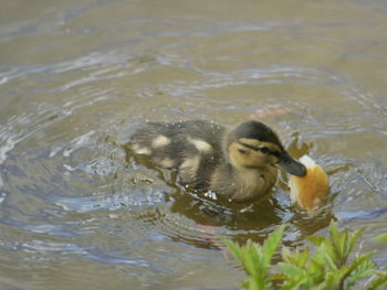 Close-up of duck swimming in lake