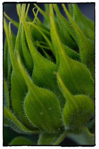 Close-up of fresh green plant