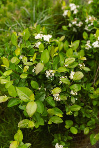 High angle view of flowering plant