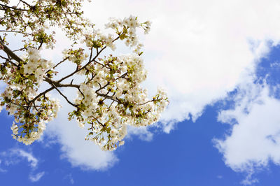 Low angle view of cherry blossom tree