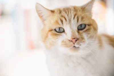 Close-up portrait of ginger cat