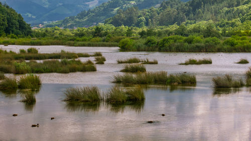 View of birds in lake