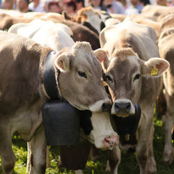 Cows standing in a field