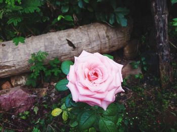 Close-up of pink rose