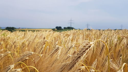 Close-up of wheat field against sky