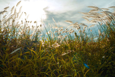 Close-up of grass on field against sky