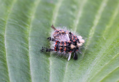 Close-up of spider on leaf