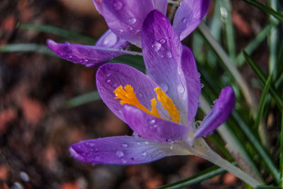 Close-up of wet purple crocus flower