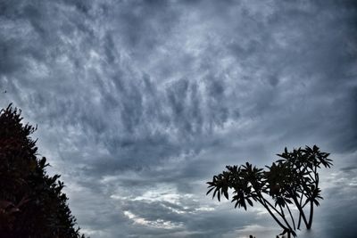 Low angle view of trees against cloudy sky