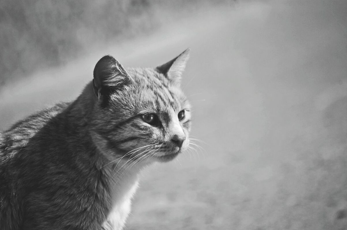 PORTRAIT OF CAT OUTDOORS