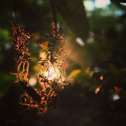 Close-up of flower tree