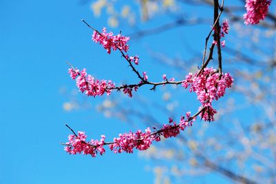 Low angle view of pink flowers on tree against sky