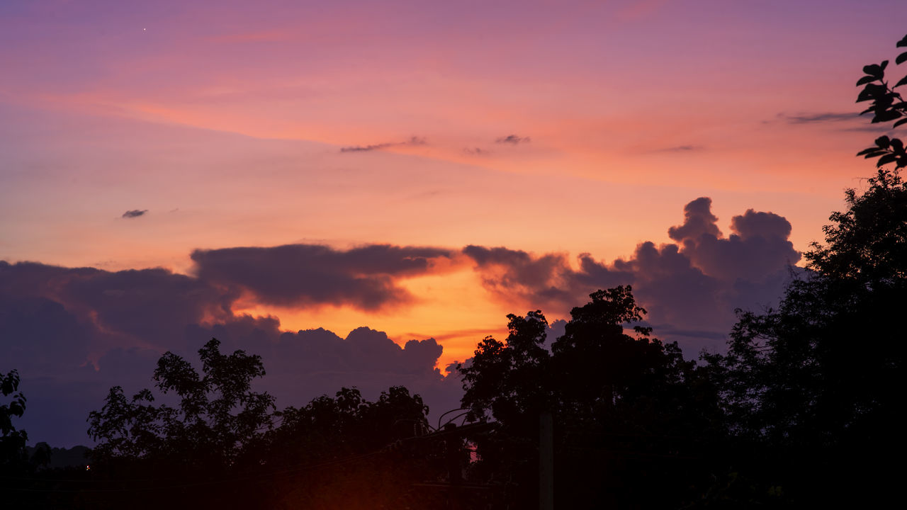 LOW ANGLE VIEW OF SILHOUETTE TREES AGAINST ORANGE SKY