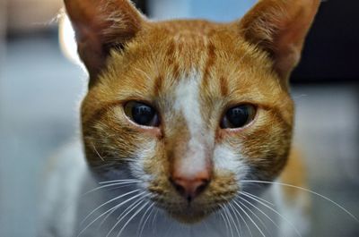 Close-up portrait of cat