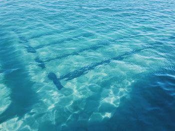 High angle view of fishes swimming in sea