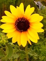 Close-up of yellow flower