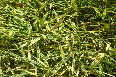 Full frame shot of fresh green plants