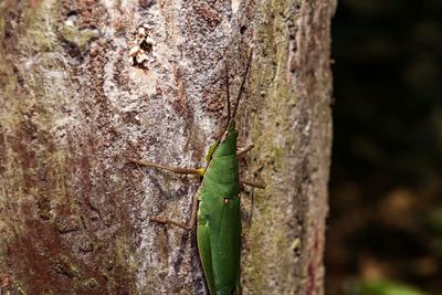 Close-up of lizard on tree trunk