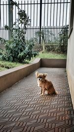 Portrait of dog on plant