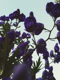 Close-up of purple flowers growing on tree