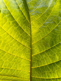 Full frame shot of green leaves