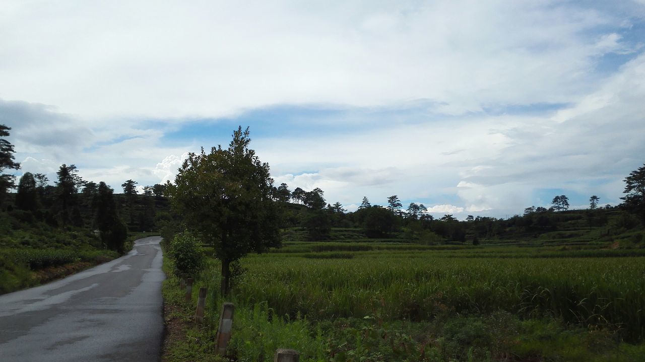 sky, tree, landscape, grass, tranquil scene, field, tranquility, the way forward, growth, nature, road, scenics, beauty in nature, cloud - sky, green color, rural scene, cloud, diminishing perspective, non-urban scene, grassy