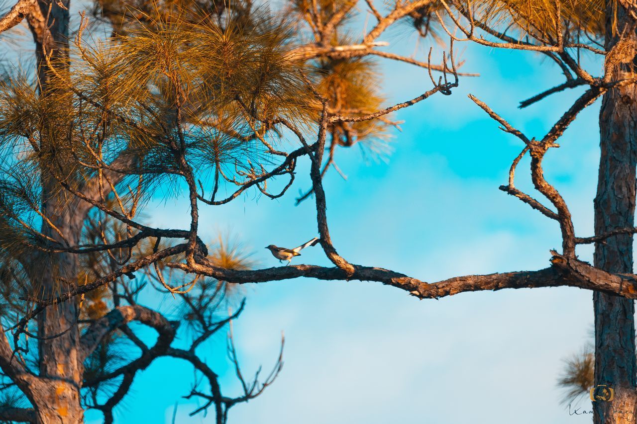 LOW ANGLE VIEW OF BARE TREES AGAINST BLUE SKY