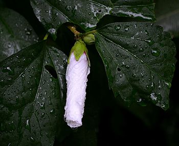 Close-up of wet insect on leaf