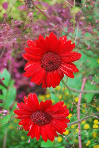 Close-up of red flower
