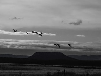 Low angle view of seagulls flying against sky