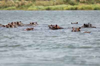 Hippos swimming in sea