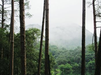 Trees growing on mountain in foggy weather