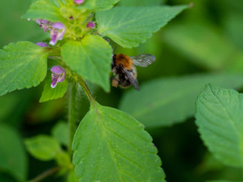 Close-up of bee pollinating on flower