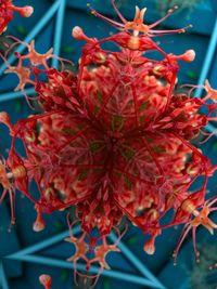 Close-up of red flowers blooming outdoors