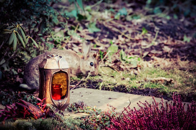 Rabbit by candle at graveyard