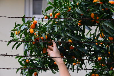 Low angle view of orange berries on tree