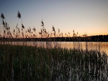 Plants growing on field against sky during sunset