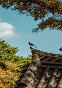 Low angle view of bird perching on roof against sky