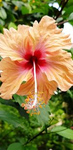 Close-up of hibiscus flower