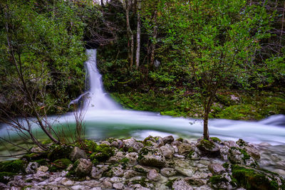 Scenic view of waterfall in forest