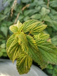 Close-up of green leaves