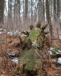 Close-up of tree in forest