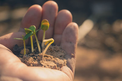 Close-up of hand holding plant