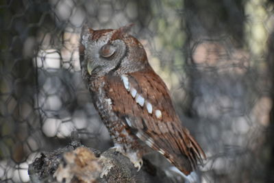 Close-up of a bird