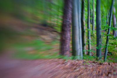 Blurred motion of trees in forest