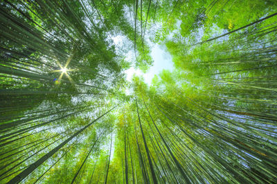 Low angle view of bamboo trees in forest