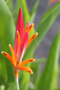 Close-up of orange strelizia